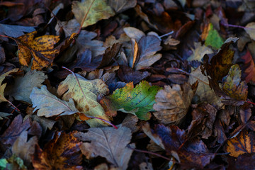 Continuous field of autumn leaves in shallow focus