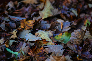 Continuous field of autumn leaves in shallow focus