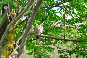Tourterelle dans le feuillage d'un arbre.