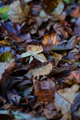 Continuous field of autumn leaves in shallow focus