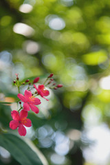 東京都江東区夢の島の夏の日に咲くピンクの花