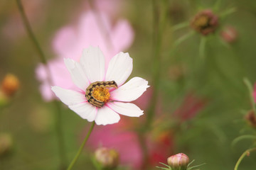 Obraz premium 幼虫