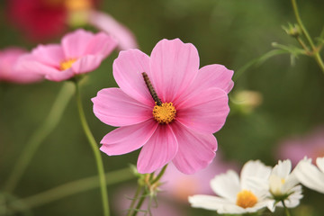 Fototapeta premium 幼虫