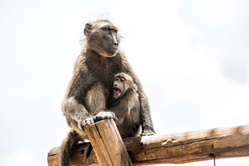 Baboon with her child sitting on a wooden plank, Namibia, Africa