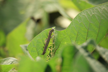 サツマイモの葉っぱを食べる虫