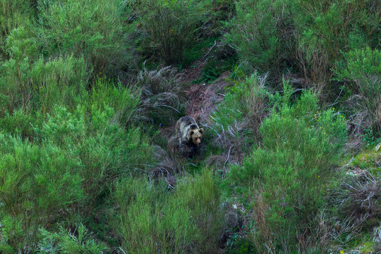 BROWN BEAR - OSO PARDO (Ursus arctos), Fuentes del Narcea, Dega&ntilde;a e Ibias Natural Park, Asturias, Spain, Europe