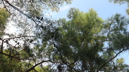 Forest #3