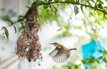 Birds in the nest hummingbird on a tree © panyawat