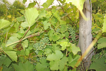 Grapevine with unripe green grapes, how the grapes grow, shades of green, natural colors.