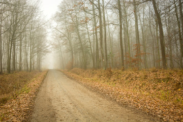 Road through the autumn misty forest