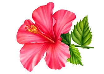 hibiscus flower painted in watercolor, on an isolated white background, botanical illustration, tropical flowers - obrazy, fototapety, plakaty