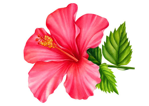 hibiscus flower painted in watercolor, on an isolated white background, botanical illustration, tropical flowers