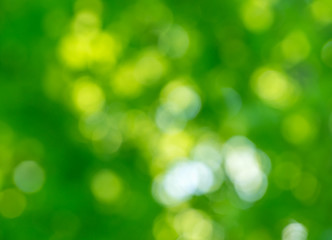 Obraz premium Zielone tło bokeh z lasu natura nieostry