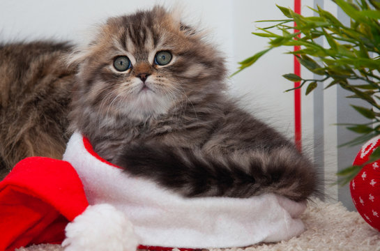 Portrait of a little kitten at Christmas