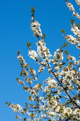 Cherry blossoms in spring under a blue sky.