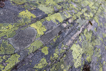 Green lichen on rock strata in Norway