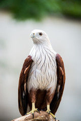 portrait of an eagle Hunter