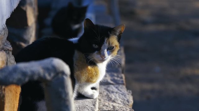 CATS WAITING FOR THE FOOD