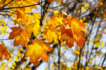 Yellow maple leaves on a twig in autumn