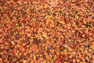 紅葉