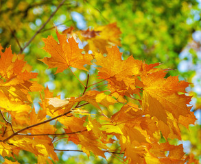Yellow maple leaves on a twig in autumn