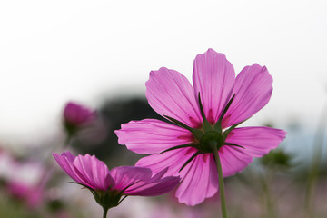 Fototapeta premium Beautiful pink cosmos flower in the garden