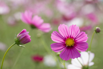 Obraz na płótnie Canvas Beautiful pink cosmos flower in the garden