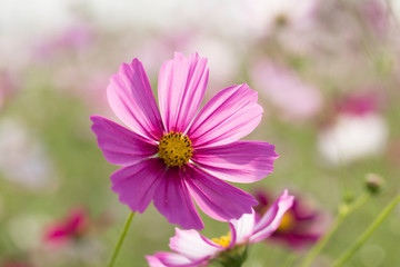 Obraz premium Beautiful pink cosmos flower in the garden