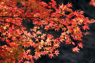 紅葉