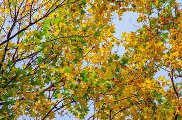 Yellow maple leaves on a twig in autumn