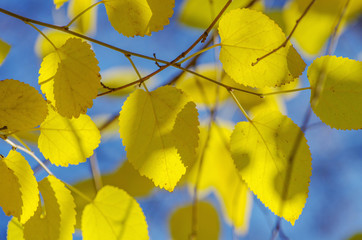Branch with yellow leaves against the sunlight