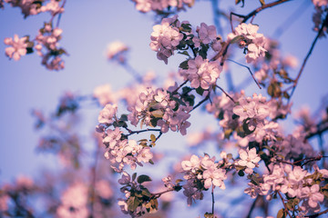 Blossoming apple tree branch against the blue sky.  Spring natural background