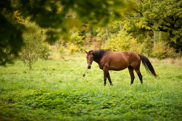 beautiful horse grazes in the autumn meadow