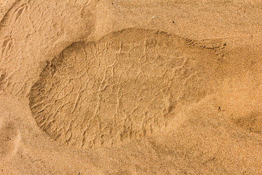 Elephant footprint in the sand