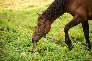 Naklejka premium beautiful horse grazes in the autumn meadow