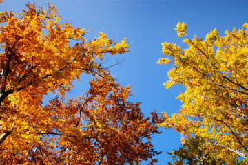 beautiful background of golden autumn forest