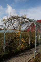 Autumn park design - garden metal arched structures with climbing plants with bright red, yellow and orange leaves.