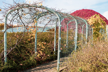 Autumn park design - garden metal arched structures with climbing plants with bright red, yellow and orange leaves.