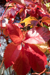 Winemaking - purple bunches and red leaves of wild grapes close-up on a sunny autumn day.