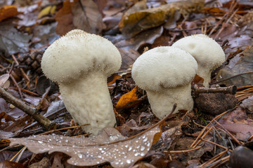 White Lycoperdon perlatum on the forest floor with autumnal foliage
