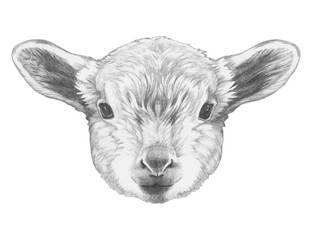 Portrait of Lamb. Hand drawn illustration. Vector isolated elements.