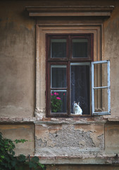 Fototapeta na wymiar Cute kitten sitting on the window and looking on the winter landscape