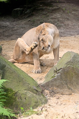 Scratching lioness with her hind leg.