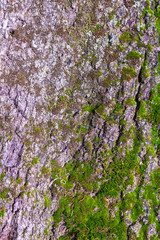 oak bark, with green plants, background