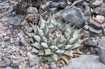 Ariocarpus retusus