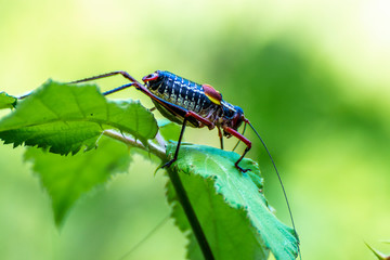 Insect
