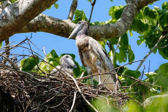 Two young Jabiru storks perching in their nest in a green tree, Pantanal Wetlands, Mato Grosso, Brazil