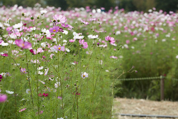 Scene of cosmos flower's field