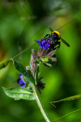 Bee