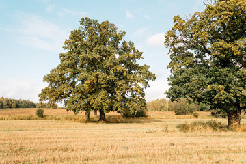 Autumn meadow with big tree with green leaves, branches of an old oak
